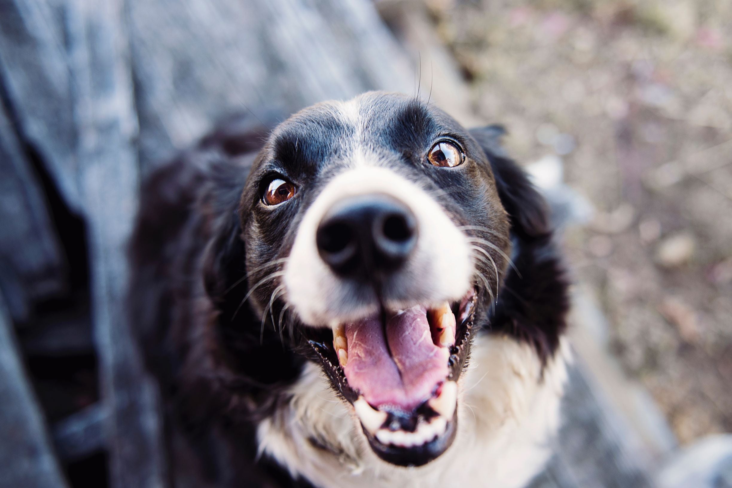 Happy black and white border collie outside.
