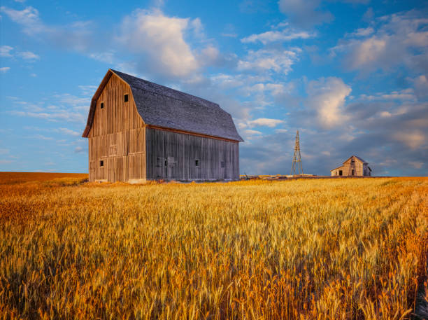 Where Does Reclaimed Barnwood Come From? Exploring Its Origins
