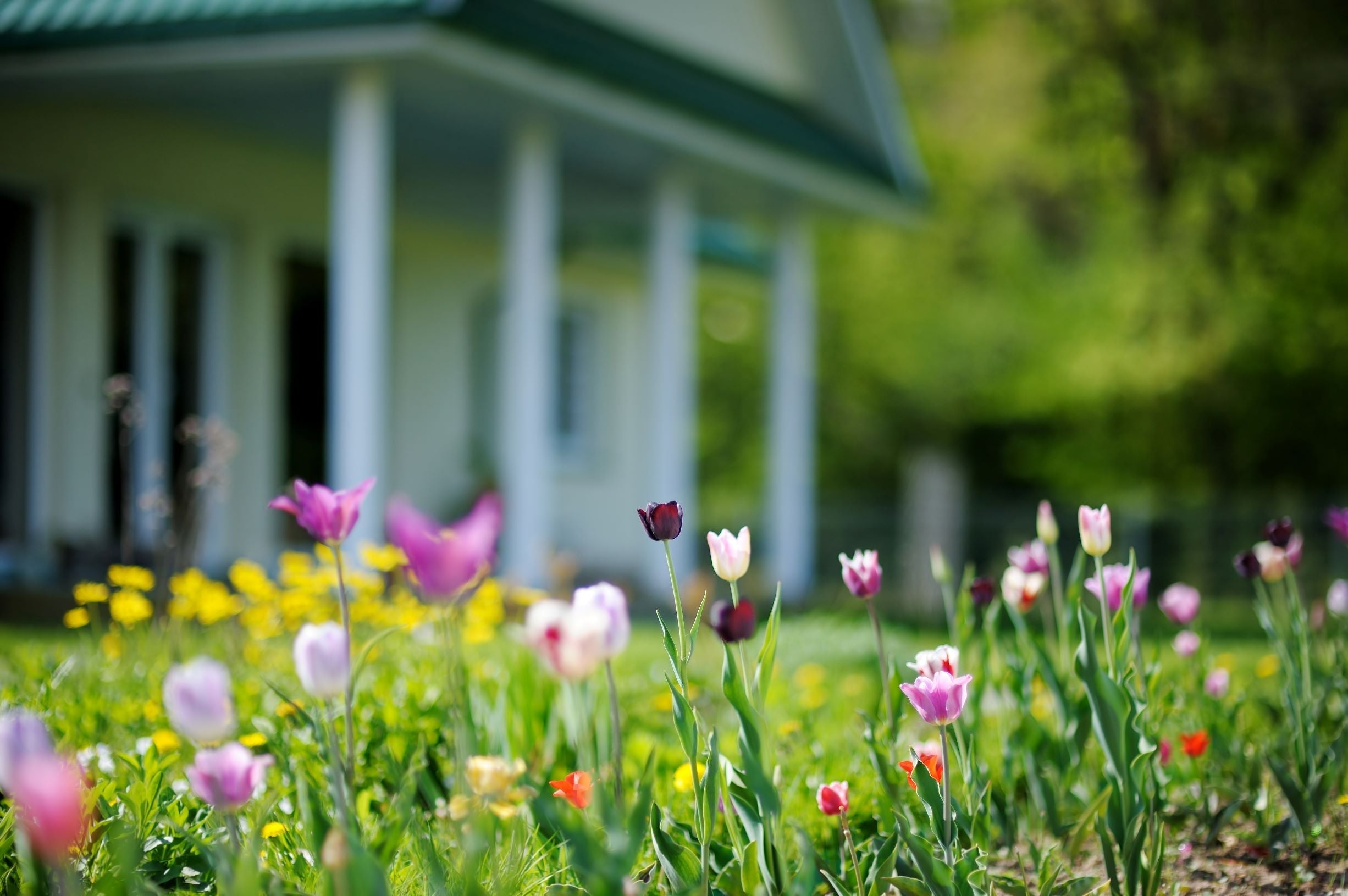 Beautiful flowers in a garden outside a large home with columns.