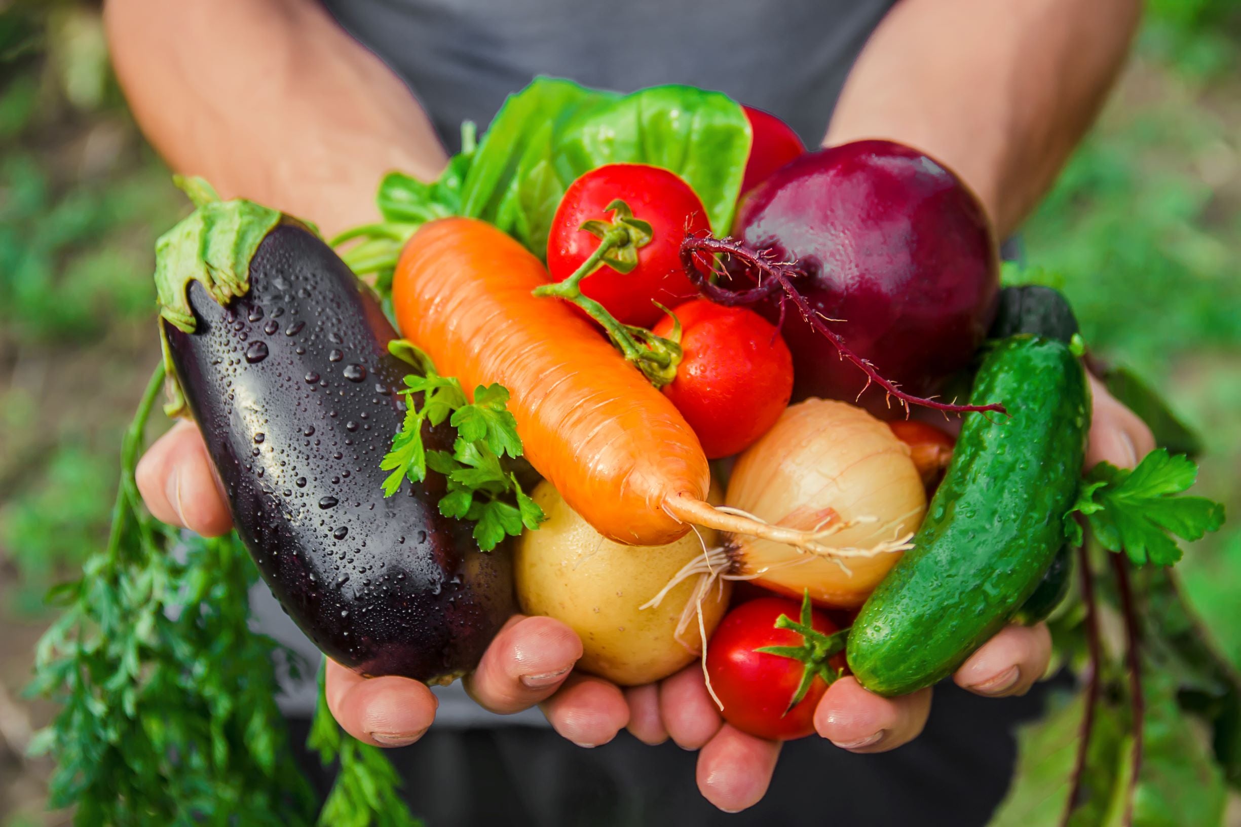 Fresh organic vegetables in a Gardner's hands.