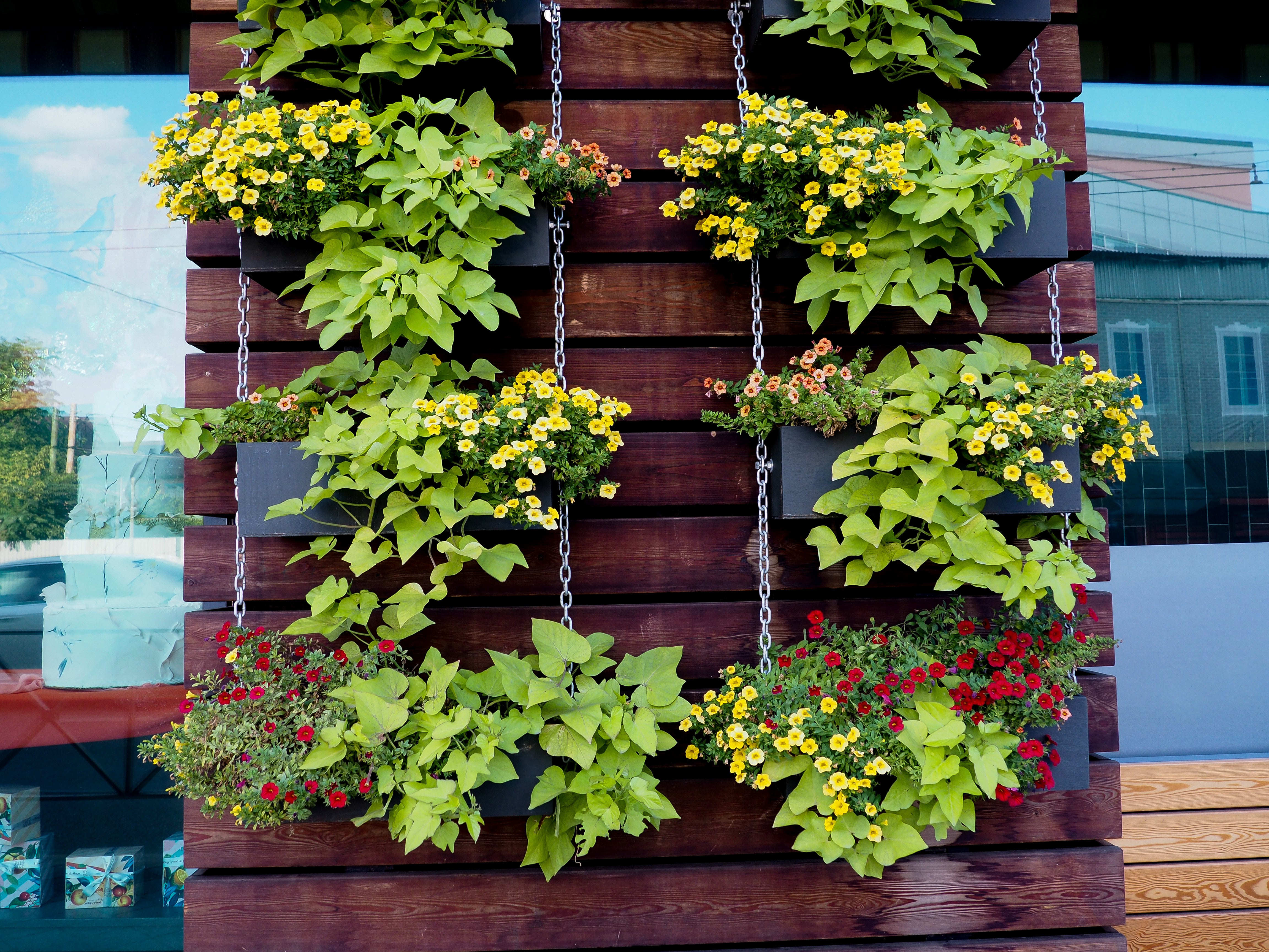 Reclaimed vintage wood wall doe hanging outdoor plants.