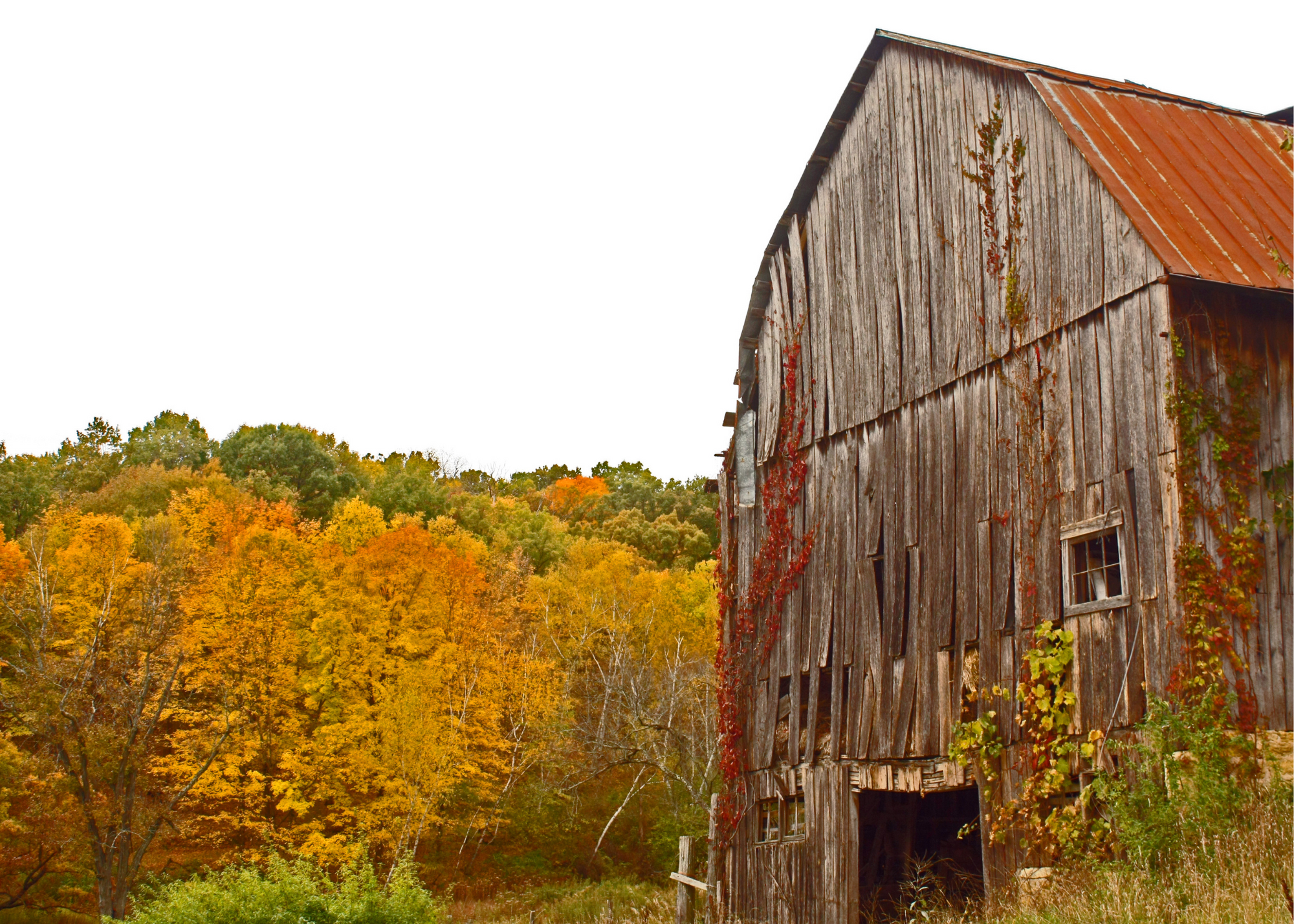 The front 3/4 angle of a dilapidated barn made of wood with a metal roof with fall colored trees in the background.