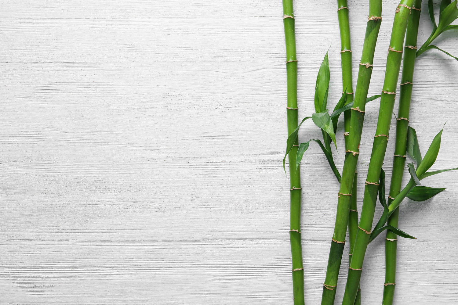 White wood background with bamboo.