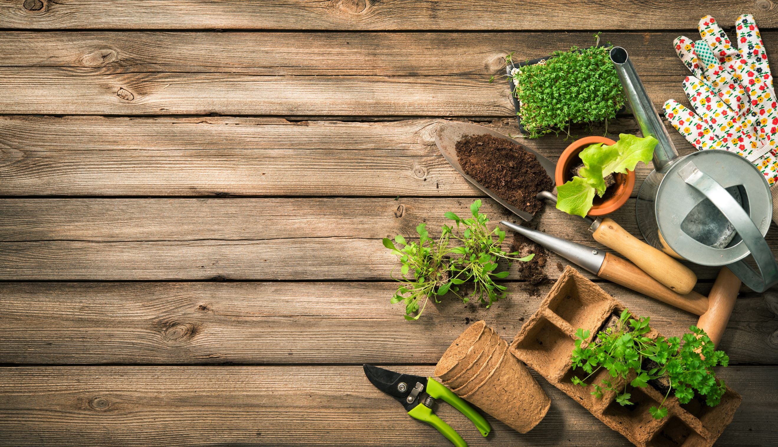 Wooden plank background with gardening supplies and plants.